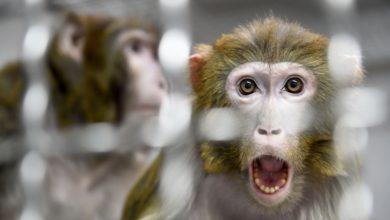 Photo of Elon Muskâ€™s Neuralink Monkey Movie Raises Queries From Scientists