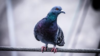 Photo of Starlink Beta People Suspect Pigeons Are Responsible for Service Outage