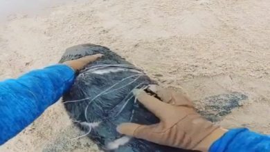 Photo of A plastic rope was stuck in Sea Lion’s body, then people helped like this, this VIDEO will win hearts