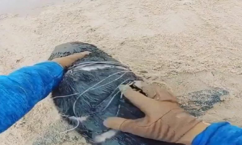 A plastic rope was stuck in Sea Lion's body, then people helped like this, this VIDEO will win hearts