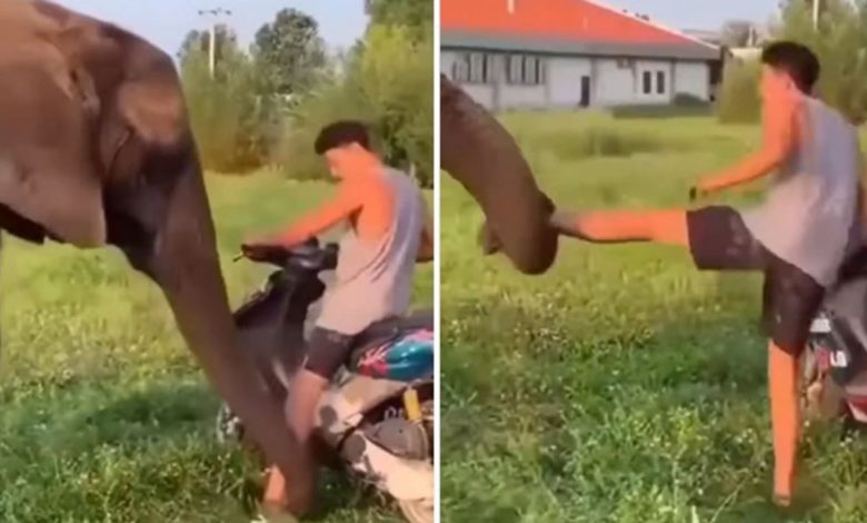 Because of this, the elephant pulled the man's leg, see the beautiful bond of both in the video