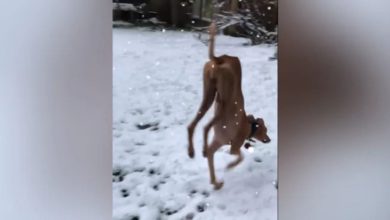 Photo of Dog was seen walking on two legs due to cold on ice, video went viral on internet