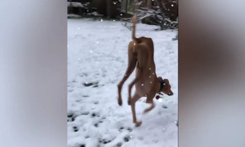 Dog was seen walking on two legs due to cold on ice, video went viral on internet