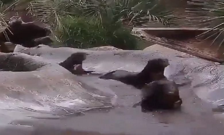 Funny video of an otter enjoying a slide in a water pool goes viral, never seen it before!
