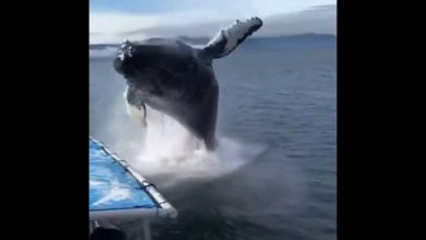 Photo of Giant whale fish jumped next to the boat, see what happened in the video