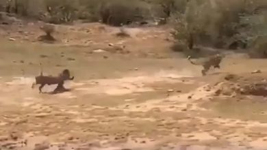 Photo of Leopard wanted to hunt piglets, then the whole game was turned upside down by ‘mother”s banging entry, see VIDEO