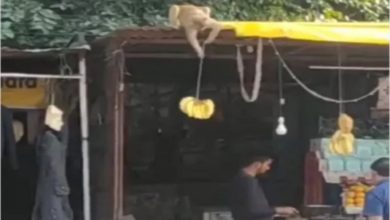 Photo of Monkey stole bananas from fruit shop, people were surprised to see the way