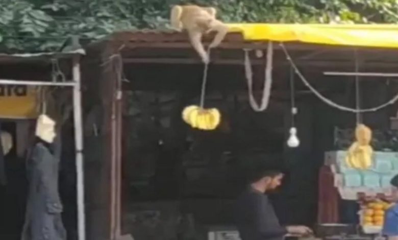 Monkey stole bananas from fruit shop, people were surprised to see the way