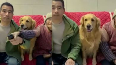 Photo of Mother and son were fighting to watch the favorite show on TV, then the dog did something like this, people watching the video said – So Cute