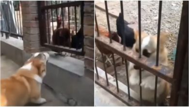 Photo of Seeing the chickens, the dog was barking loudly, then as soon as he went to the enclosure, he got spit-pitti gully…watch funny video