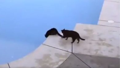 Photo of The cat was peeping in the swimming pool, only then the other cat did something like this, you will be left laughing