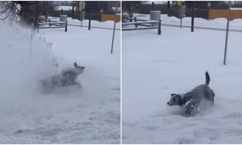The dog enjoyed the snow shower like this, the video went viral on social media