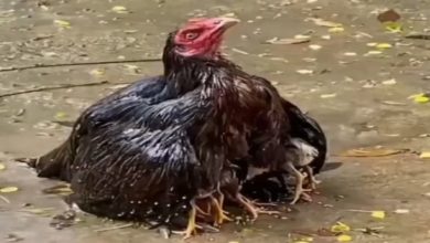 Photo of The hen saved her children by getting herself wet in the rain, heart touching video went viral