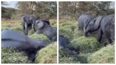 Photo of These cute elephants were seen playing with each other, the video is melting the hearts of the users