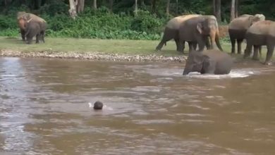 Photo of VIDEO: The elephant child felt that the person was drowning in the river, took this big step to save it, people said – ‘Wonderful’