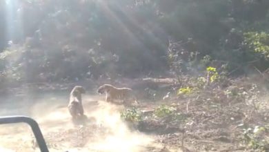 Photo of VIDEO: When two tigers clashed with each other, then got to see the wonderful sight of ‘friendship’