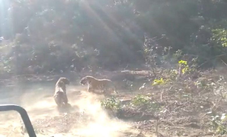 VIDEO: When two tigers clashed with each other, then got to see the wonderful sight of 'friendship'