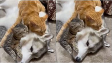 Photo of Viral: Dog and cat friendship is a hit on social media, their bonding is astonishing