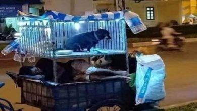 Photo of Viral: Man built a wonderful ‘house’ for dogs on top of a handcart, IPS shared a heartwarming picture