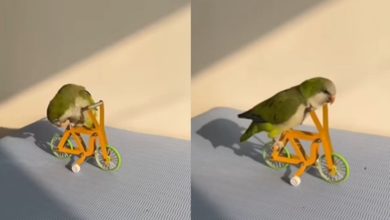 Photo of Viral: The parrot picked up the cycle and started filling it, you will be surprised to see the video
