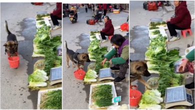Photo of Viral Video: Dog came to buy vegetables with basket, people were surprised to see the understanding of the animal