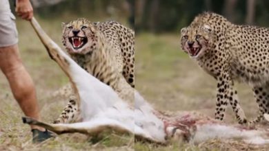 Photo of Viral Video: The man pulled away from the front of the cheetah, his hunted deer, see what happened then