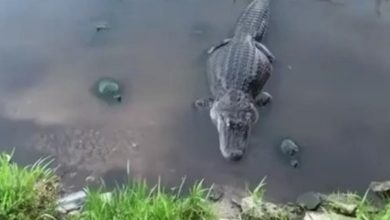 Photo of Viral Video: The tortoise snatched its food from the front of the crocodile, the dreaded creature kept watching