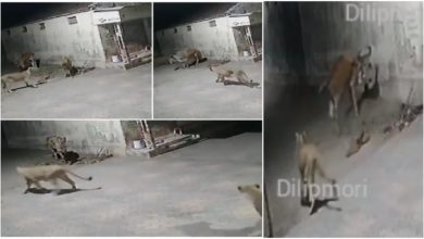 Photo of Two bulldozers attacked JCB together, see who won and who lost in the video