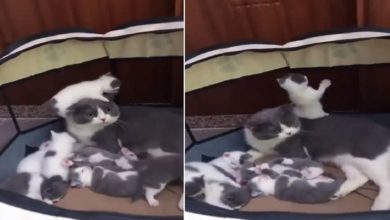 Photo of When the little cat climbed on the body of the ‘mother’ and started to play, the cute video went viral