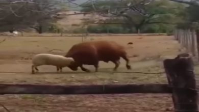 Photo of When the sheep forced the giant bull to run away, watch the shocking video