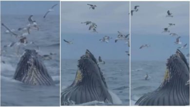 Photo of A flock of birds was hovering over the sea, when the whale suddenly came out tearing the water…watch video