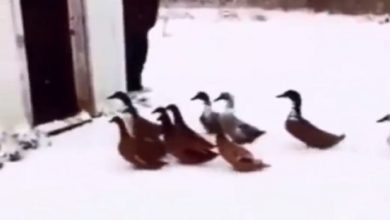 Photo of A flock of ducks was in the mood to have fun, but seeing the severe cold, ran back inside the house, this video is funny