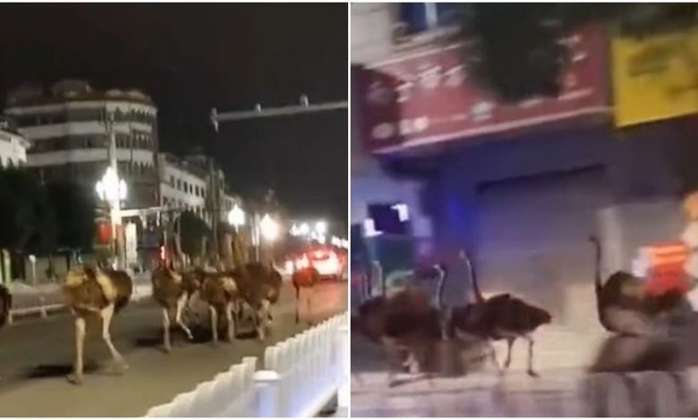 A herd of ostrich was seen running on the roads of China, the video went viral on social media