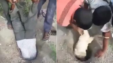 Photo of A man was seen putting his life at risk to save the goat’s child, see the video going viral