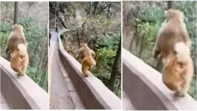 Photo of A monkey was seen running on the roadside at lightning speed, watching the video, people said – ‘It will win the gold medal in the next Olympics’