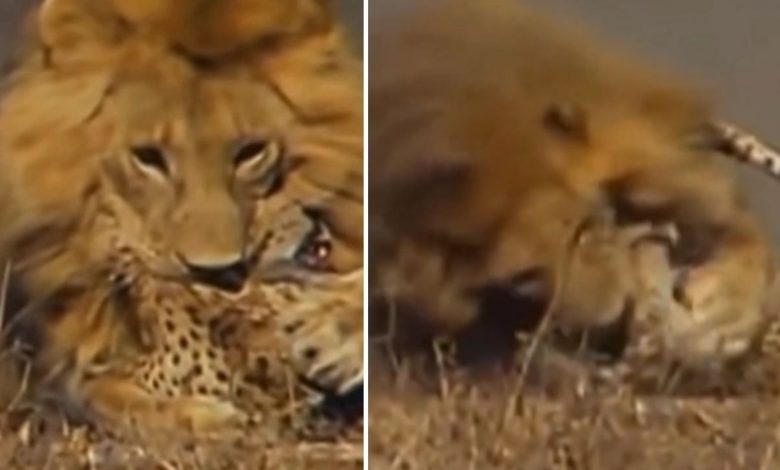 Babbar lion wreaked havoc on cheetah, people became emotional after watching the viral video