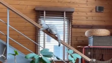Photo of Cat adopted a wonderful way to get down from the ladder, you will laugh and laugh after watching the video