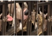 Photo of Doggy opened cage lock using tongue, social media users were stunned after seeing the viral video