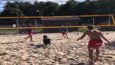 Photo of Doggy was seen playing volleyball with pleasure on the beach, watching the video you will also say- ‘It is very smart’