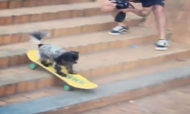 Have you ever seen a dog skating?  Heart will be happy watching this funny video