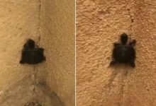 Photo of Have you ever seen a turtle climbing a straight wall?  This viral video will surprise you
