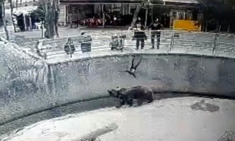 Mother is not like that!  3-year-old daughter thrown in bear enclosure, see shocking CCTV footage