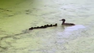Photo of ‘Mother’ teaching little ducks hide and seek in water, this viral video will win your heart