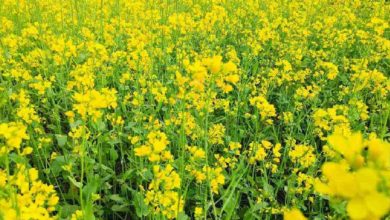Photo of Mustard oil prices to remain under control this year, signs of better production raised hopes