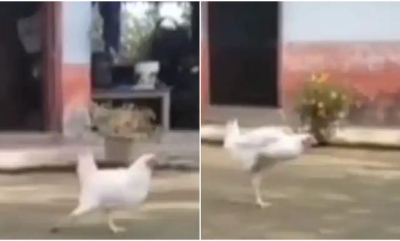 On the song of the film Pushpa, the rooster did a tremendous dance with his waist, good dancers would be stunned to see the video.