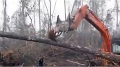Photo of Orangutan clashed with JCB to save his house, users got emotional watching Viral Video