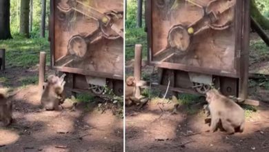 Photo of People were impressed by the intelligence of the monkey, watching the video, people said – it turned out to be very smart