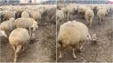Photo of Puppy had a lot of fun in the flock of sheep, funny VIDEO went viral on social media
