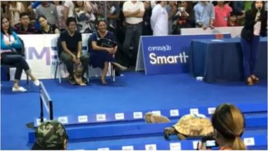 Photo of Rabbit and turtle race, childhood story came true, video went viral on social media