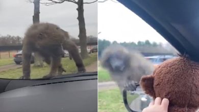 Photo of Real monkey ran away after seeing ‘Teddy Bear Monkey’, funny video went viral